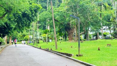 Photo of 植物园野猴频扰游客 槟市厅将开罚喂食者