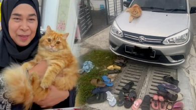 Photo of 偷拖鞋猫爆红 邻居大笑原谅还成广告明星
