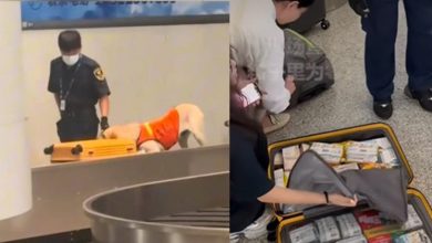 Photo of 警犬盯上行李箱狂嗅 开箱竟全是吃的！