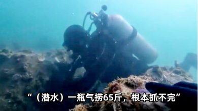 Photo of 青岛出现“海螺地毯” 10年一遇奇景 捕捞3小时赚2000令吉