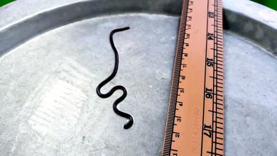 Photo of 退休老师发现最小的蛇-钩盲蛇