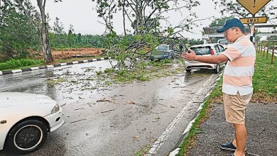 Photo of 古来区狂风大雨 2地树倒压中1车