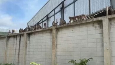 Photo of 百只猴群横扫街头  大闹警局翻车抢东西