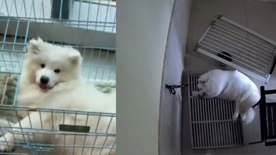 Photo of 6天渴死萨摩耶犬 宠物店员：就是死个狗