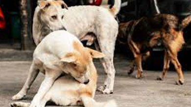 Photo of 曼谷爆发狂犬病疫情 部分划为临时疫区