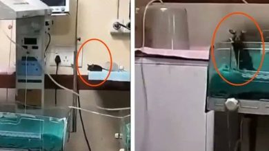 Photo of 老鼠闯病房 咬死2新生婴儿