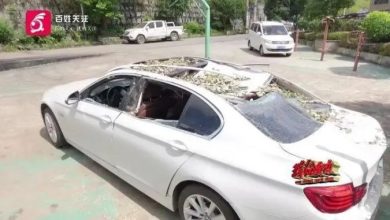 Photo of 700年古树砸扁BMW ！ 车主索赔 被指违例停车也有错