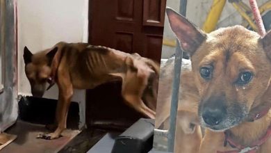 Photo of 不吃不喝守尸一周 忠犬泪别已故主人