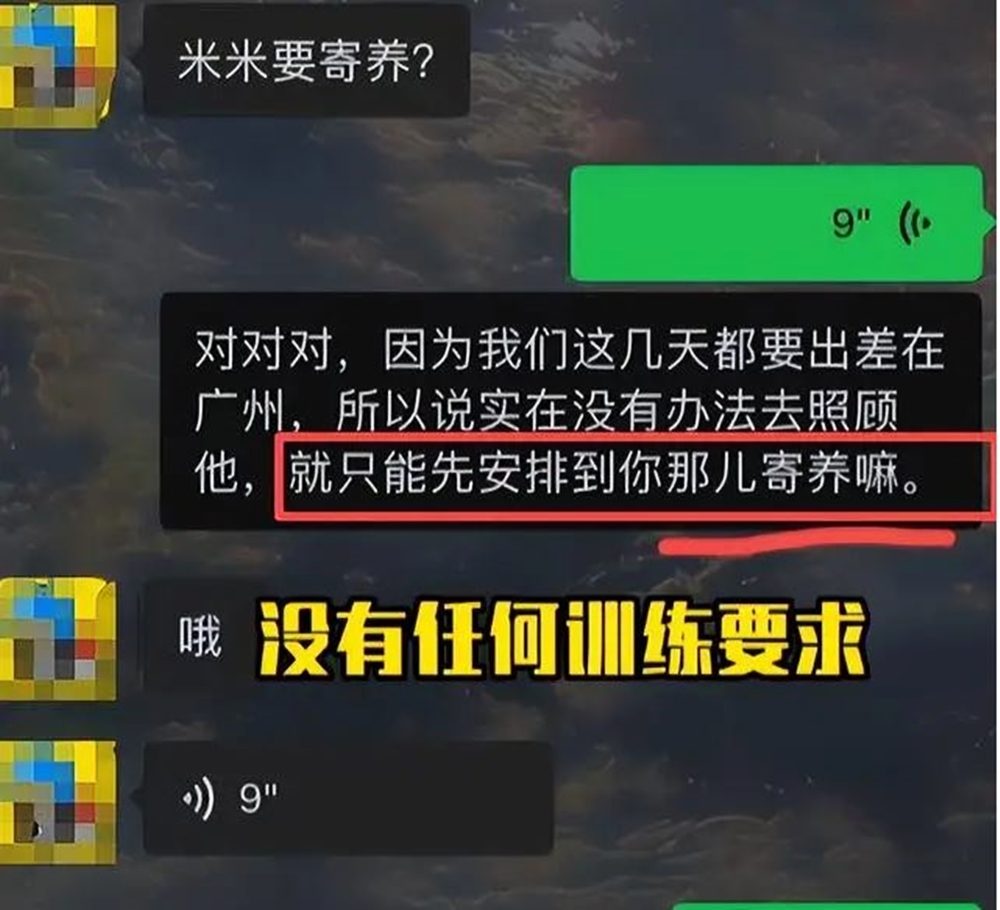 主人将爱犬萨摩耶“米米”托付寄养