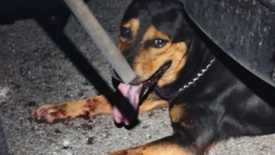 Photo of 恶犬狂咬5岁男童至头破血流      市议会官员速捕恶犬载走处理