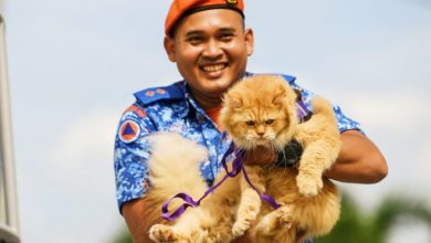 Photo of 【视频】“我不是拯救猫 我是获救的受害猫” 民防部队国庆游行秀猫抢镜
