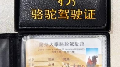 Photo of 中国兰州大学生 持证骑骆驼上学？