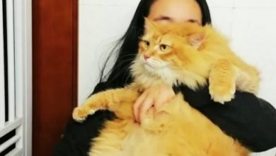 Photo of 胖猫神助攻？它把铲屎官“这病”治好了！