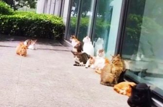 Photo of 【视频】猫猫排排坐等雨停 画面超疗愈