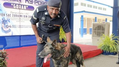 Photo of 退役警犬开放领养 Goran成首批受惠犬