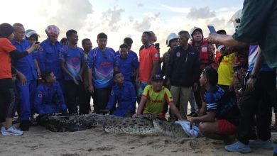 Photo of 槟城海边惊现6尺鳄鱼 众人合力捕获