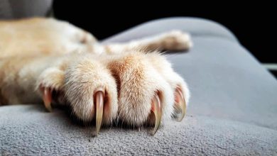 Photo of 古晋2女被猫狗抓咬伤 狂犬病9月连夺2命