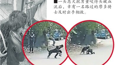 Photo of 男童屋前遭恶犬咬至头破血流     路过骑士速拿木棍驱狗救男童