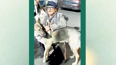 Photo of 尊哥新领养犬 失控咬死羊