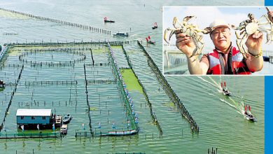 Photo of 今年总产量料万吨 阳澄湖大闸蟹开捕