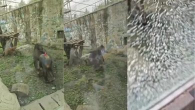 Photo of 《猩球崛起》现实版？ 山魈暴走砸玻璃吓坏游客