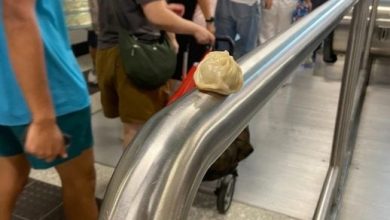 Photo of 港铁站栏杆奇现“小笼包” 网友吁别碰：给好兄弟的？