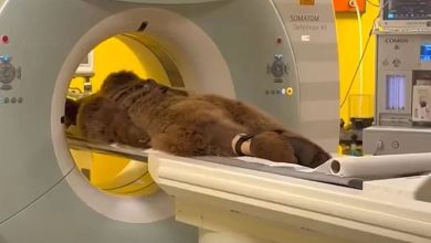 Photo of 土耳其棕熊吃太多胃痛 “躺担架照CT”影片爆红