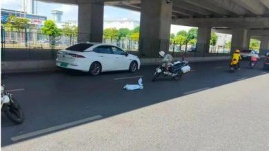 Photo of 运送死鳄半途竟翻生 送货员最后报警处理