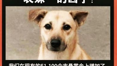 Photo of 流浪狗遭剥皮安乐死〡悬赏缉凶加码至逾10万 爱狗组织求助元首