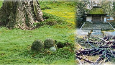 Photo of 【这里那里】微小，安静