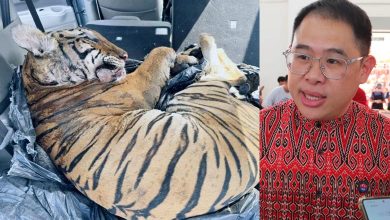 Photo of 车藏马来虎尸案〡林添顺:属国家宝藏 柔绝不容忍非法猎杀