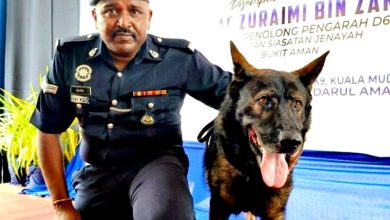 Photo of 大马首次开放领养退役警犬 Goran成首只被领养K9
