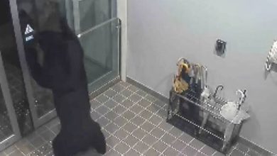Photo of 日本黑熊连伤4人 還强占民宅过夜