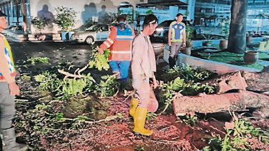 Photo of 暴风雨侵袭大树倒 下霹雳峇眼拿督受灾