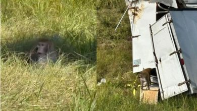 Photo of 6实验猴遇车祸趁乱逃走 司机:感染3种病毒有攻击性
