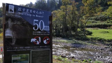 Photo of 日本多地传熊袭 西班牙游客遭攻击受伤
