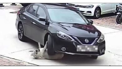 Photo of 64公斤胖黄金猎犬 被车辗过无恙！