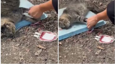 Photo of 血猫产业链曝光 流浪猫血被抽干 贩卖每袋470