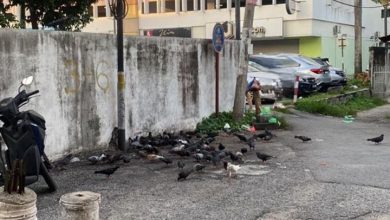 Photo of 槟市政厅开罚9人 违规喂食鸽子 各罚RM250