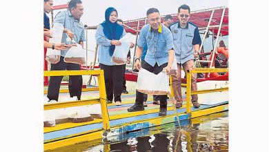 Photo of 推知玛打苏湖生态旅游 玻投放20万尾龙虾苗