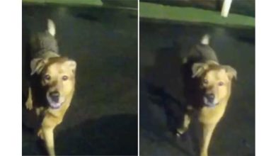 Photo of 86岁老妇散步跌倒受伤 爱犬引领警员救人
