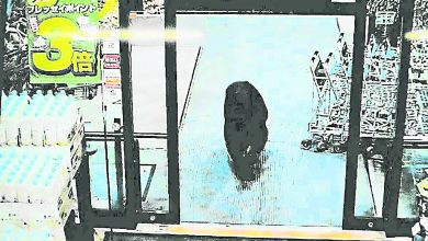 Photo of 日黑熊闯入超市乱窜 扑倒顾客致2伤