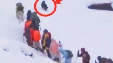 Photo of 西藏珠峰暴雪 老向导一人一狗助上百人撤离