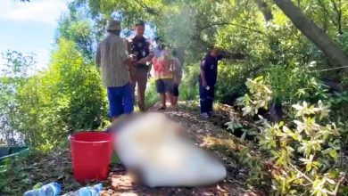 Photo of 蚂蚁夺命！男子修剪树木 遭蚂蚁咬伤身亡