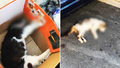 Photo of 31岁日本男虐杀5猫 使“猫咪天堂”成修罗场