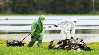 Photo of 比利时农场爆发H5N1禽流感疫情 逾6万只火鸡被扑杀