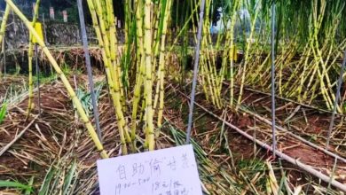 Photo of 体验童年想做又不敢做的事 自助“偷”甘蔗一夜爆红