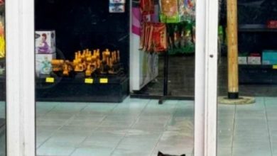 Photo of “胡子猫”被带走掀寻猫潮 网民齐心助它回家
