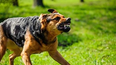 Photo of 狂犬病再夺一命 砂今年第5死