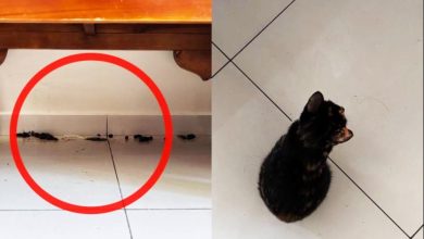 Photo of “爱猫男”捡小猫回家 不理屎尿惹家人怨